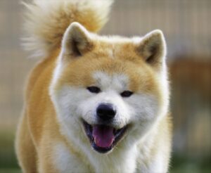 dressage chien Akita