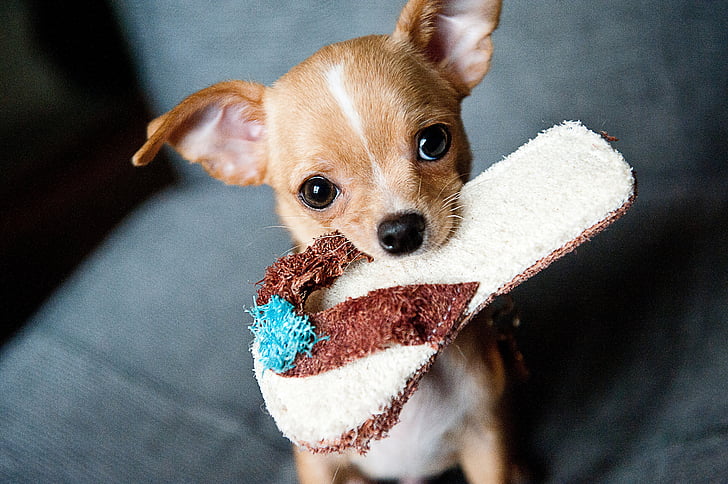 dressage chien Chihuahua