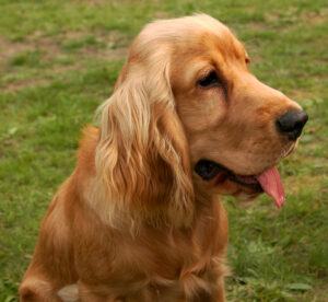 dressage chien Cocker Anglais