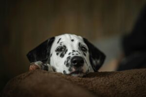 dressage chien Dalmatien