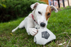 dressage chien Jack Russell Terrier