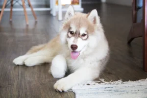 dressage chien Malamute d'Alaska