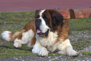 dressage chien Saint-Bernard