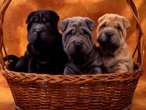 dressage chien Shar Pei