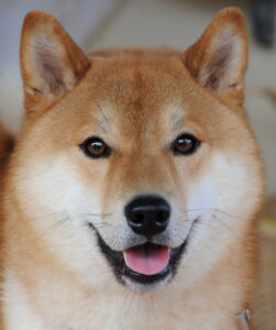 dressage chien Shiba Inu