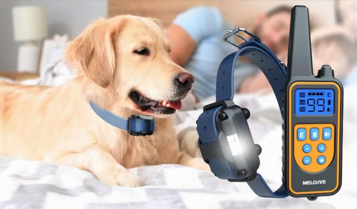 dressage chien